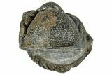 Long, Curled Morocops Trilobite - Morocco #323515-1